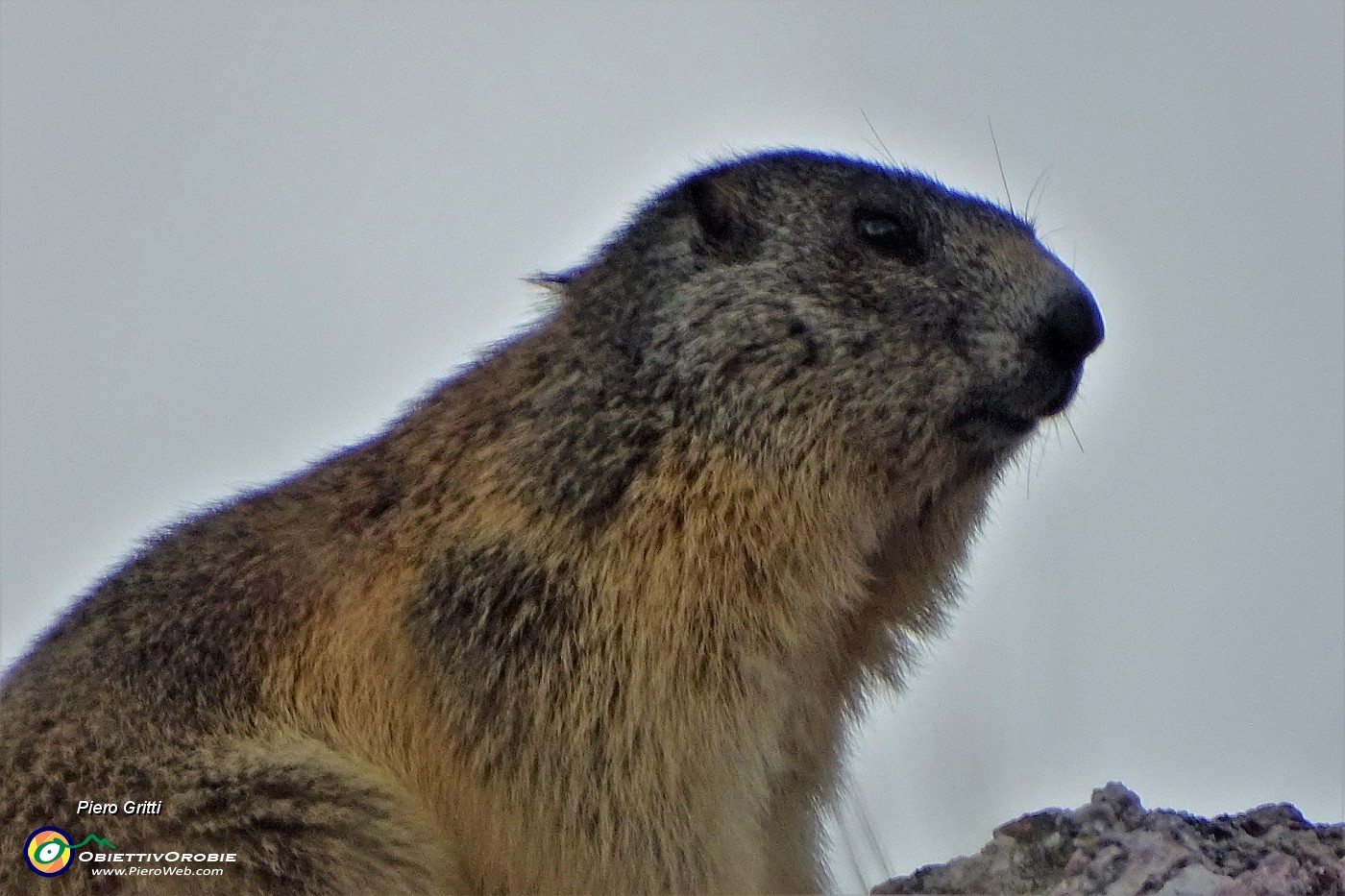 54 Marmotta in sentinella.JPG